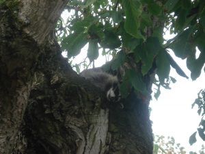 Raccoon Relaxing